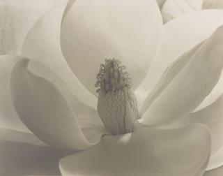 Imogen Cunningham - Magnolia