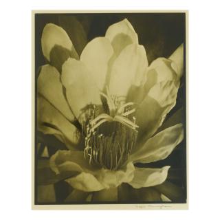 Imogen Cunningham - Orchid Cactus (Cactus Blossom)