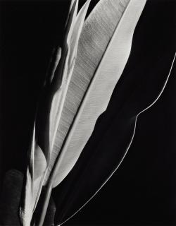 Imogen Cunningham - \