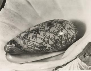 Imogen Cunningham - Shell In Shell