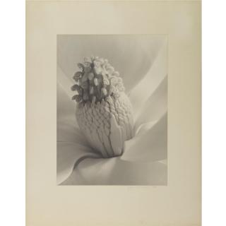 Imogen Cunningham - \'Tower Of Jewels\'