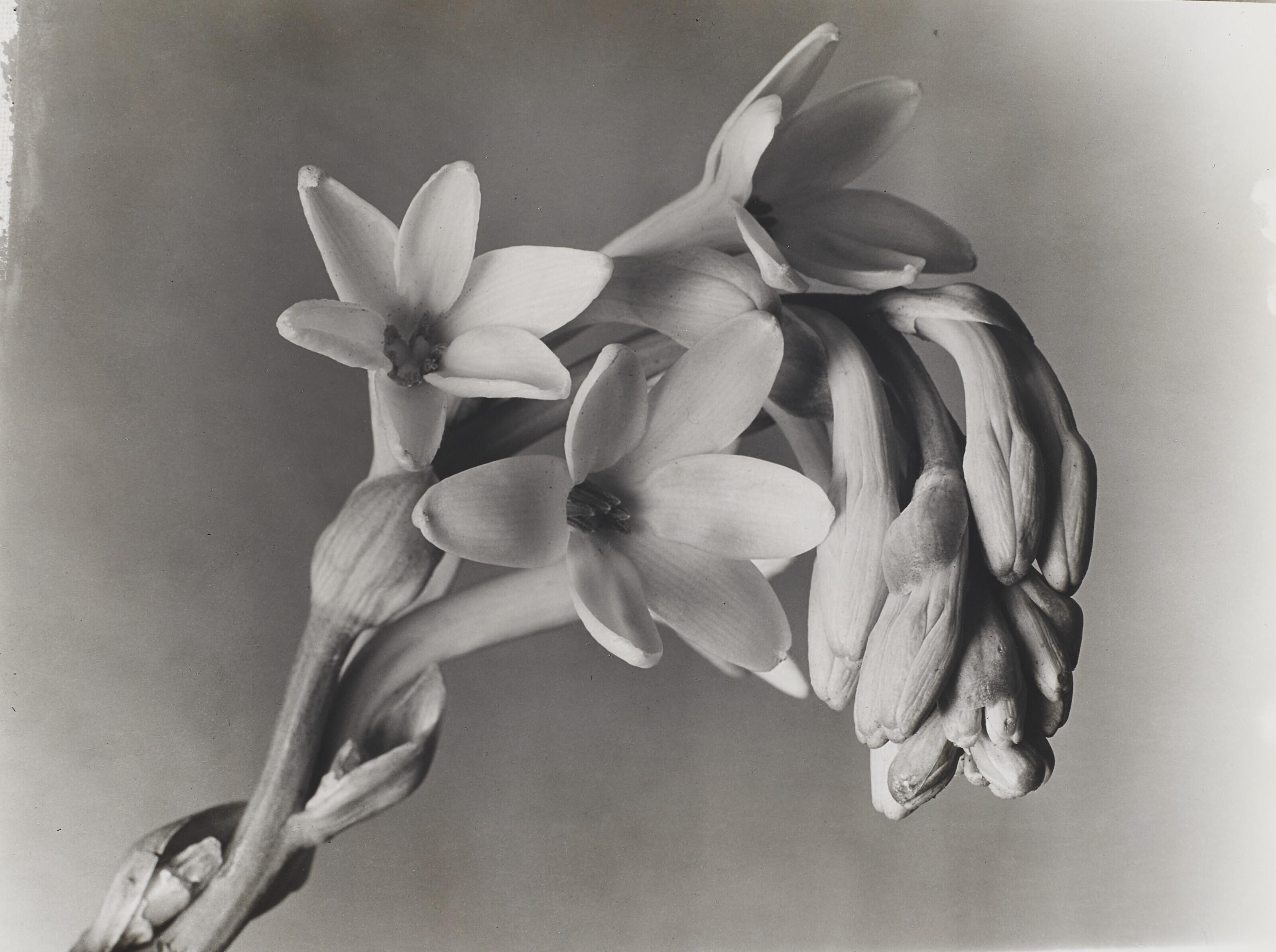 Imogen Cunningham - Tuberose, 1920s