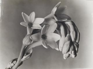 Imogen Cunningham - Tuberose, 1920s