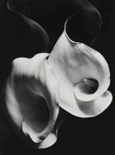 Imogen Cunningham - Two Callas, c. 1929