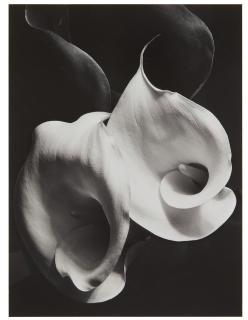 Imogen Cunningham - Two Callas, c. 1929