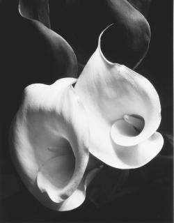 Imogen Cunningham - Two Callas, c. 1929