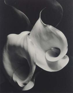 Imogen Cunningham - Two Callas, c. 1929