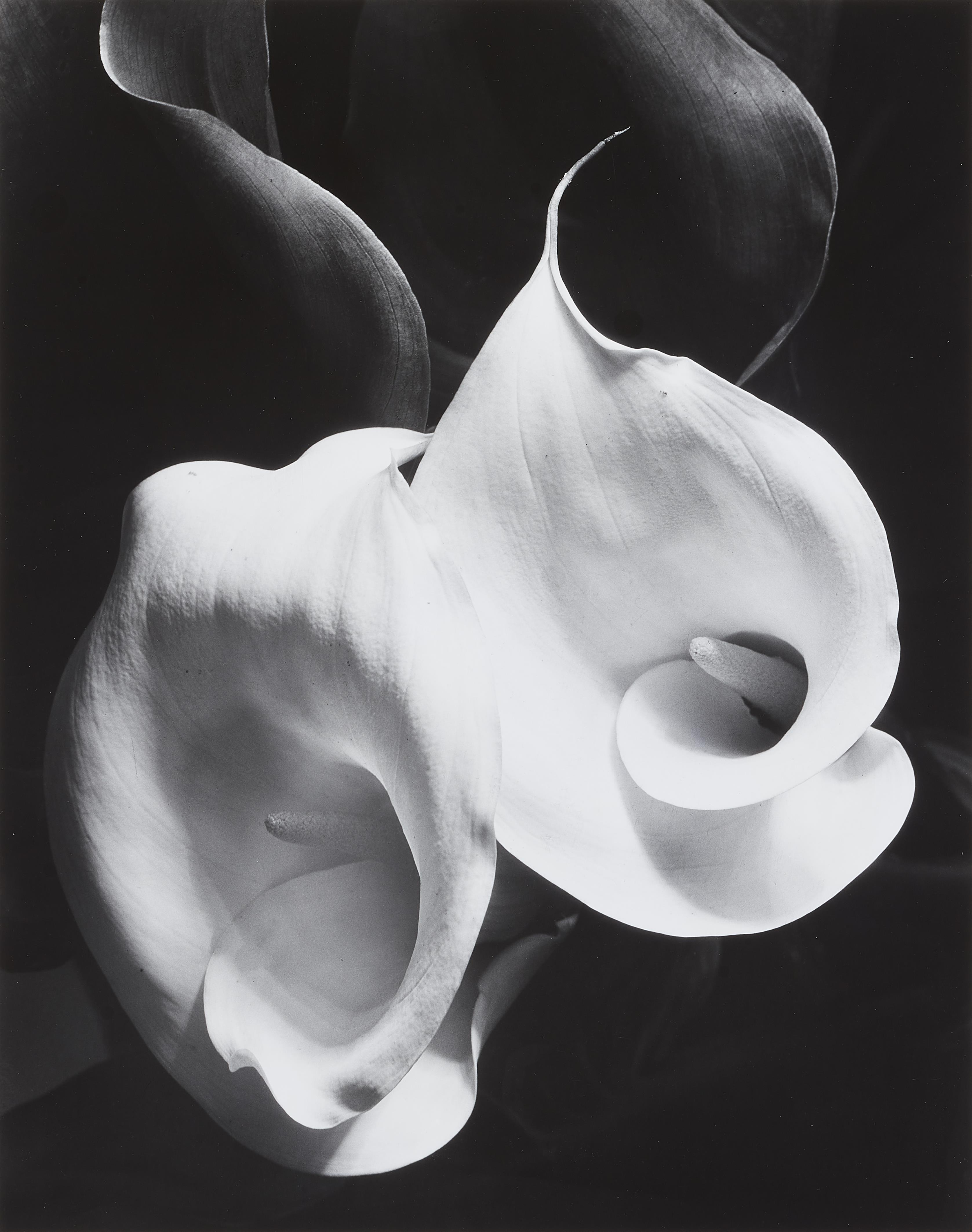 Imogen Cunningham - Two Callas