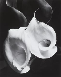 Imogen Cunningham - Two Callas