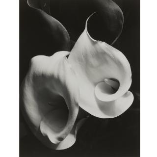 Imogen Cunningham - \'Two Callas\'