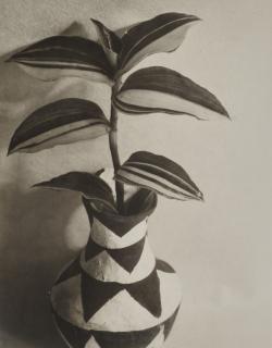 Imogen Cunningham - Wandering Jew, c. 1920s