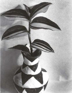 Imogen Cunningham - Wandering Jew
