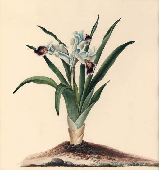 Iris persica (Iris)