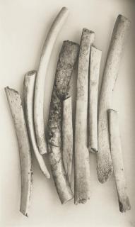 Irving Penn - Bird Bones (Sweden), 1980