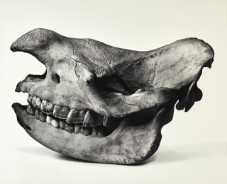 Irving Penn - Black Rhino, Prague, 1986