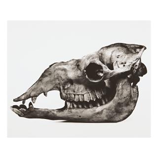 Irving Penn - \'Camel\'