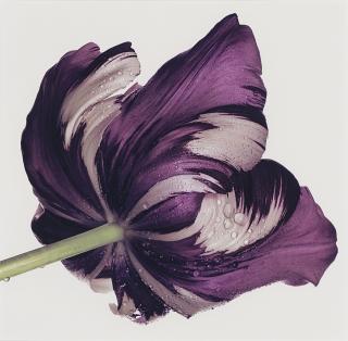 Irving Penn - Cottage Tulip: Sorbet, New York