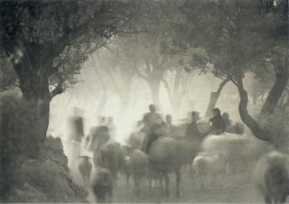 Irving Penn - Cretan Landscape, 1965