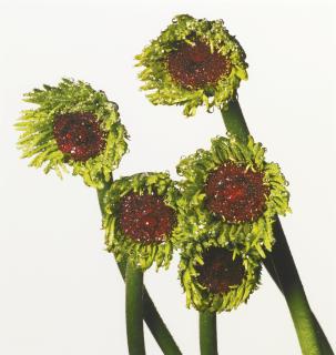 Irving Penn - \'Gerbera Daisy\'