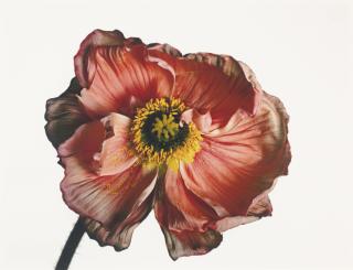 Irving Penn - Iceland Poppy/ Papaver nudicaule (A), New York, 2006