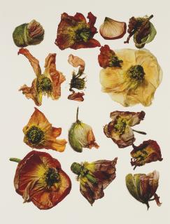 Irving Penn - Iceland Poppy/Papaver nudicaule, New York, 2006
