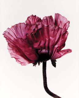 Irving Penn - Lavender Glory Poppy