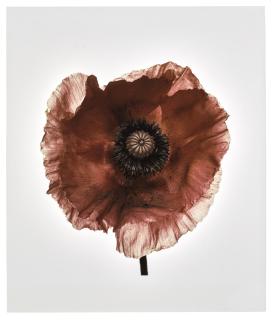 Irving Penn - Poppy: Burgundy (New York, 1968)