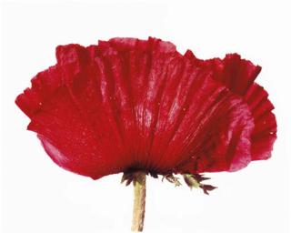Irving Penn - Poppy: Glowing Embers, New York, 1968
