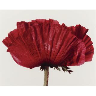 Irving Penn - \'Poppy: Glowing Embers, New York\'