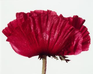 Irving Penn - \'Poppy: Glowing Embers\'
