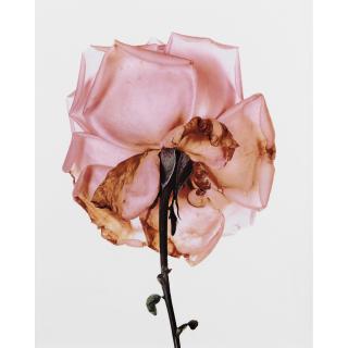 Irving Penn - Rose, Blue Moon, London, 1970