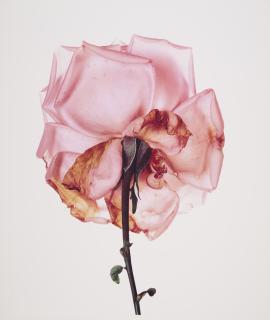 Irving Penn - Rose: Blue Moon, London, 1970