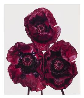 Irving Penn - Three Poppies, Arab Chief, New York, 1969