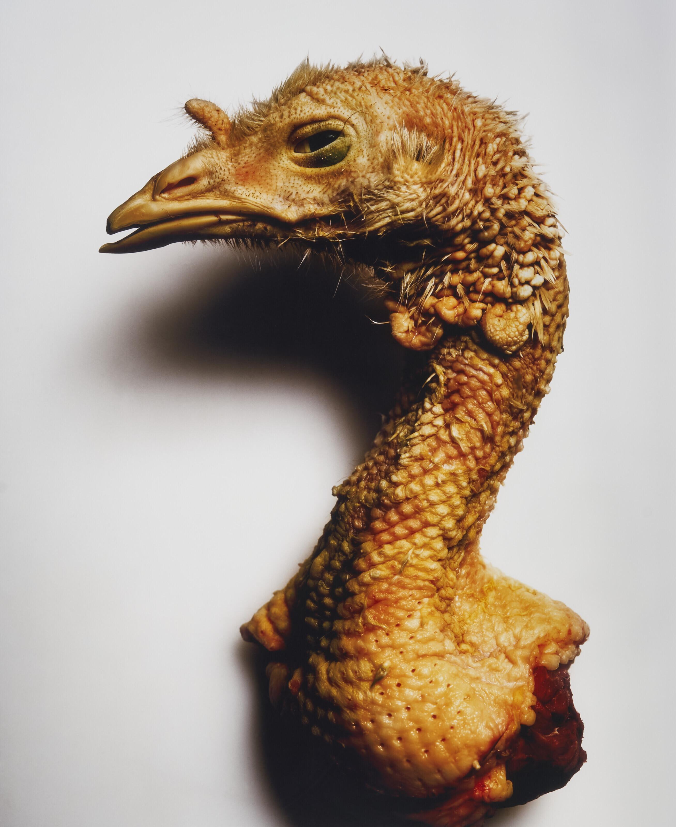 Irving Penn - Turkey Neck, New York, 2003
