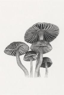 Isobel Macdonald-Jackson - Agaricus