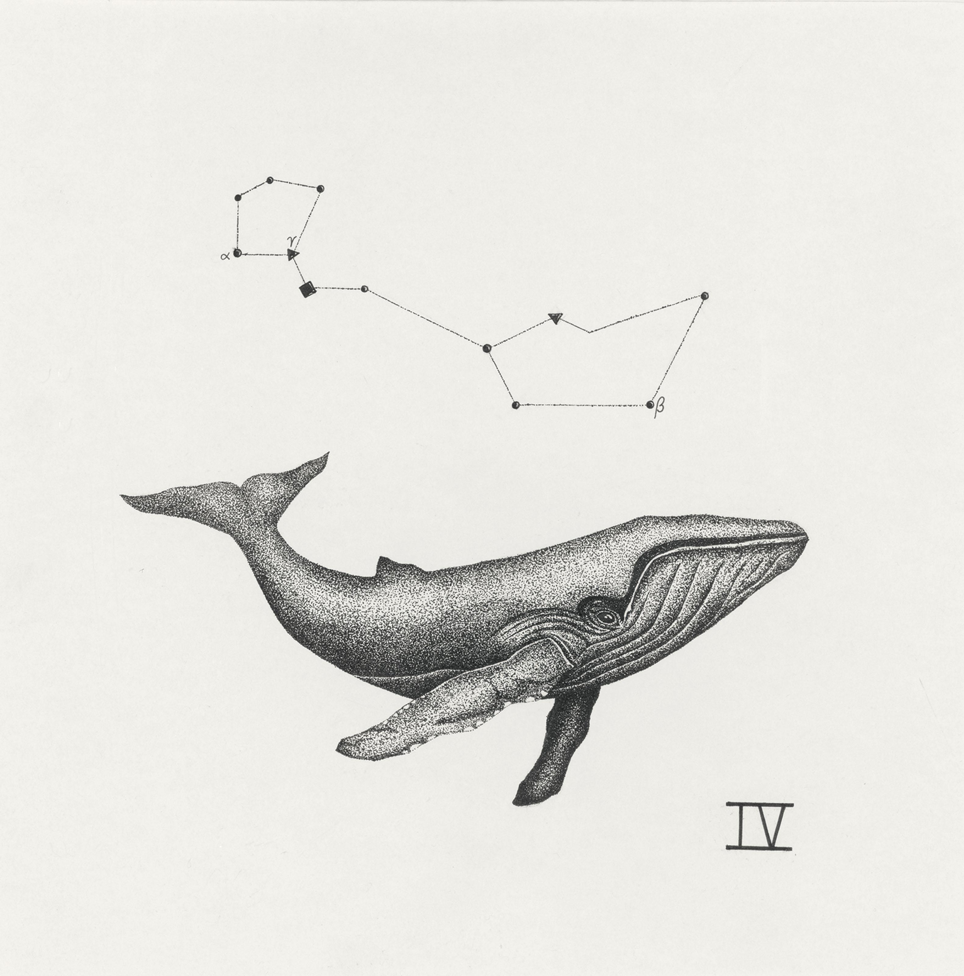 Isobel Macdonald-Jackson - Cetus Constellation