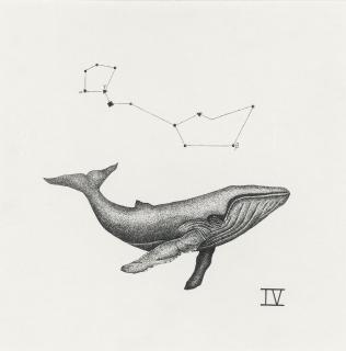 Isobel Macdonald-Jackson - Cetus Constellation