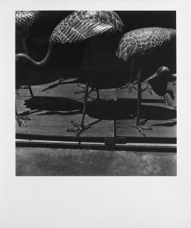 Issei Suda - Birds 1970 ca.