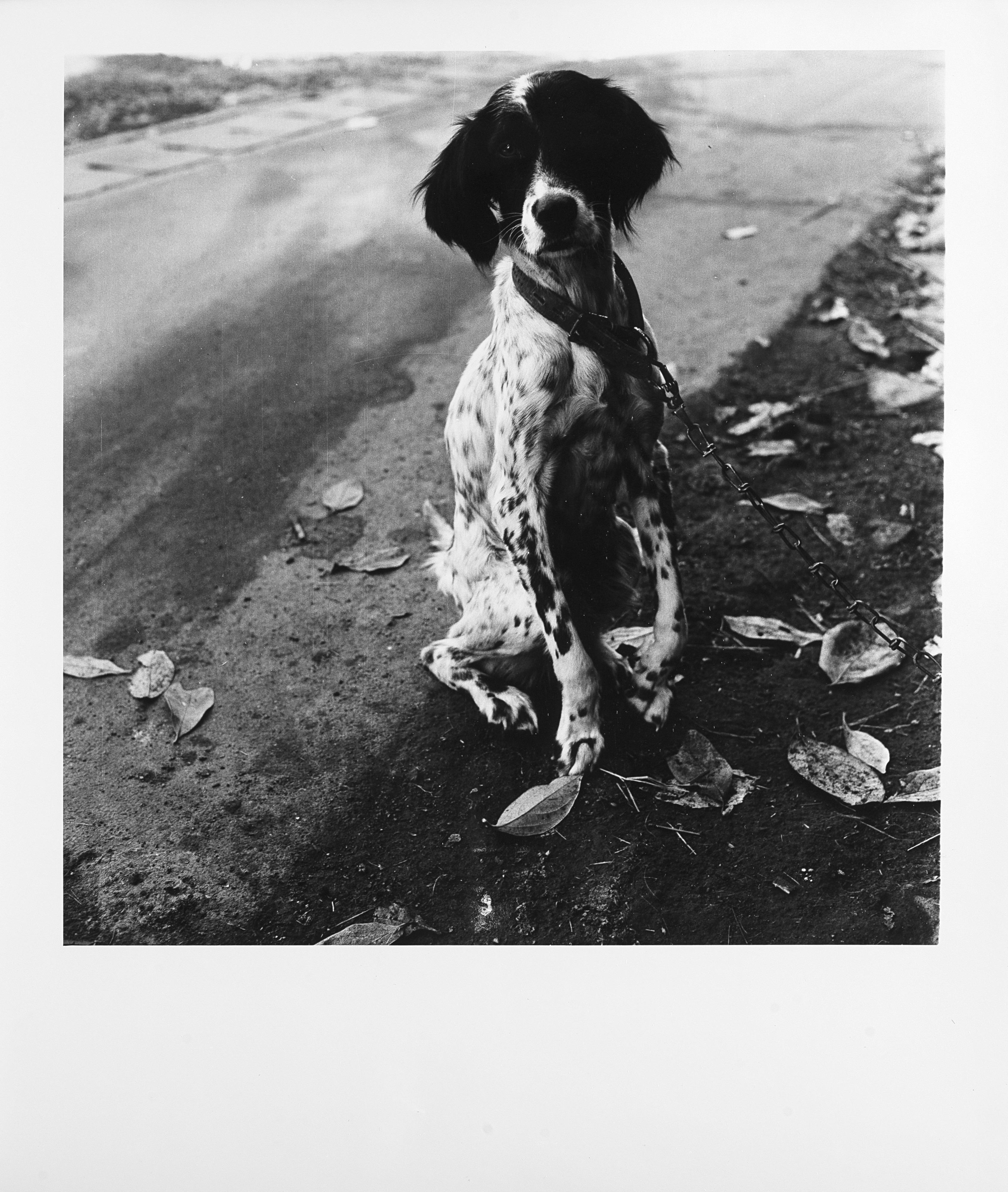 Issei Suda - Dog 1970 ca.