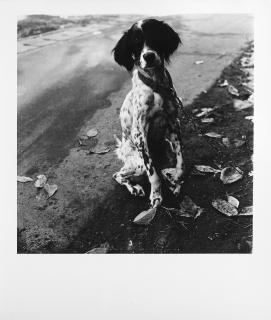Issei Suda - Dog 1970 ca.