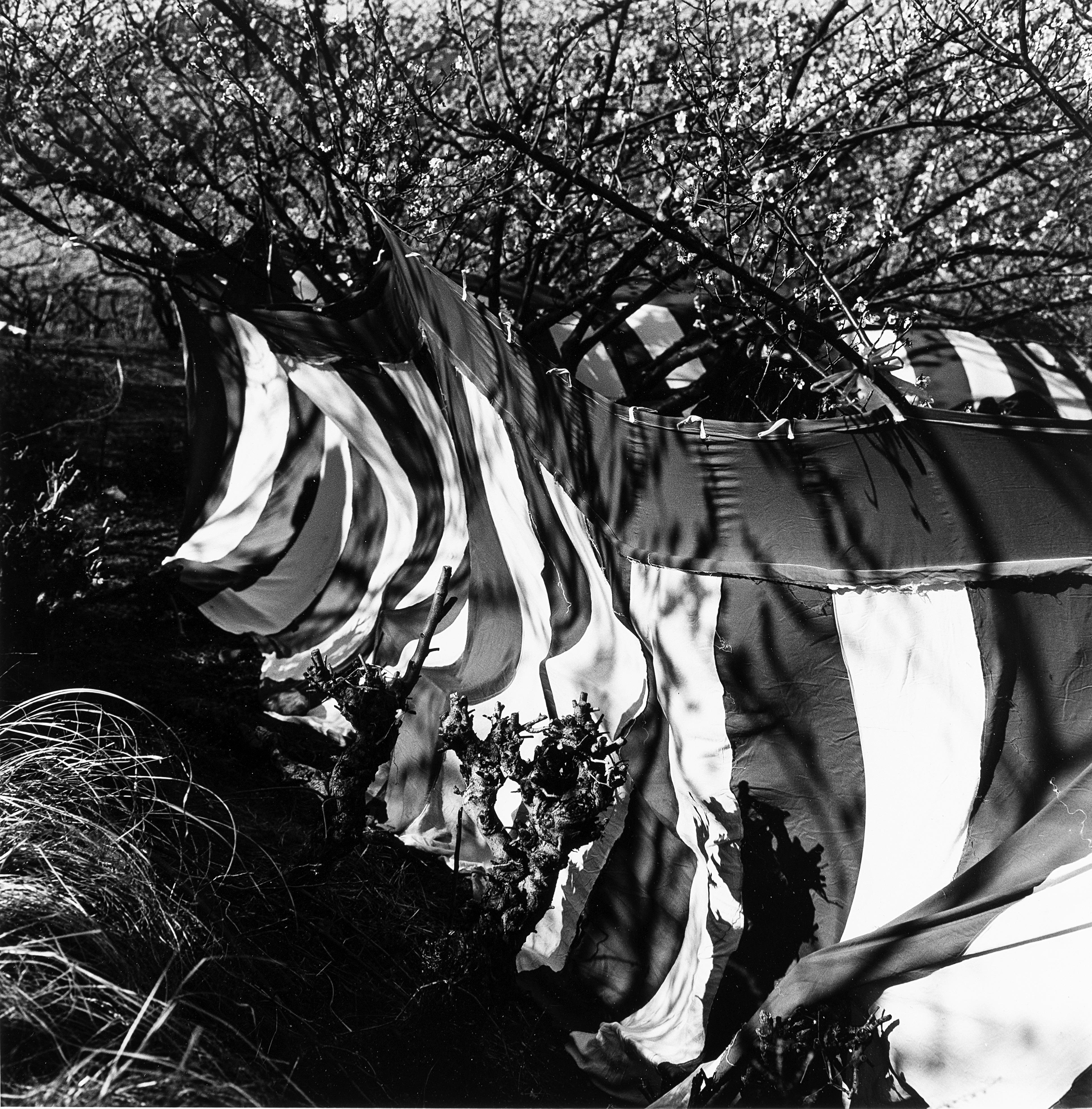 Issei Suda - Marquee 1970 ca.