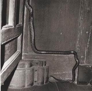 Issei Suda - Miura Peninsula, Kanagawa Prefecture from Fushi Kaden, 2 June 1975