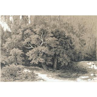 Ivan Ivanovich Shishkin - Forest Clearing