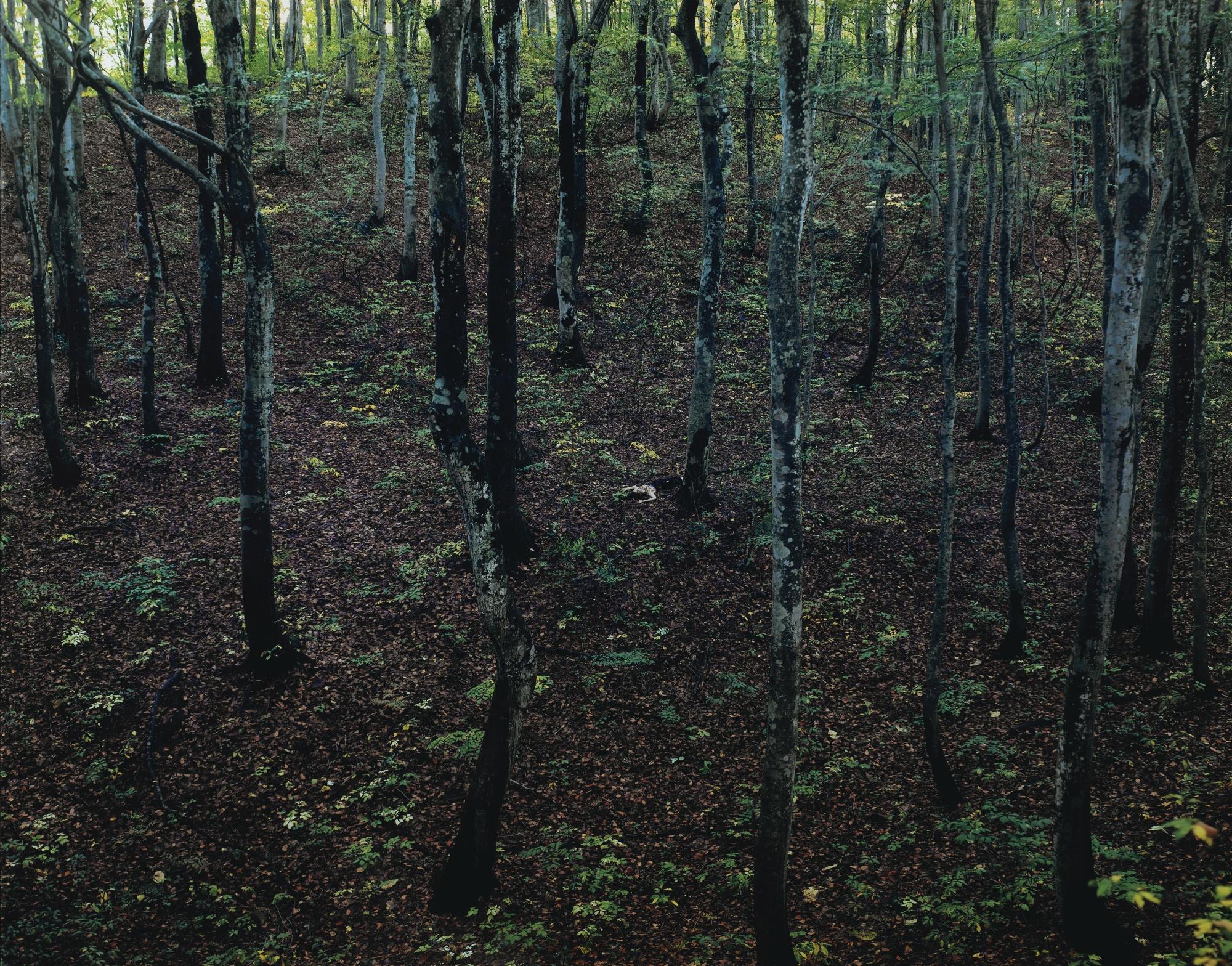 Izima Kaoru - \'Sato Yasue Wears John Galliano\', 2000Chromogenic Print, Printed 2006. Signed In Black Felt Tip Pen On An Artist\'S Label Fixed To The Back. Ed. 3/5. Diasec Mounted.