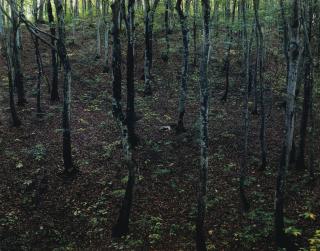Izima Kaoru - \'Sato Yasue Wears John Galliano\', 2000Chromogenic Print, Printed 2006. Signed In Black Felt Tip Pen On An Artist\'S Label Fixed To The Back. Ed. 3/5. Diasec Mounted.
