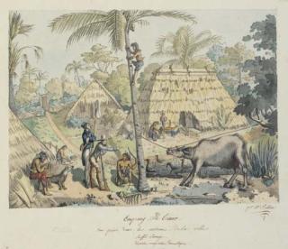 J.Alphonse Pellion - Coupang: Ile Timor. Vue prise dans les environs de la ville. Bufle sauvage, diverses occupations domestiques