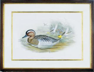 J. Gould - [Ducks]: Four Plates