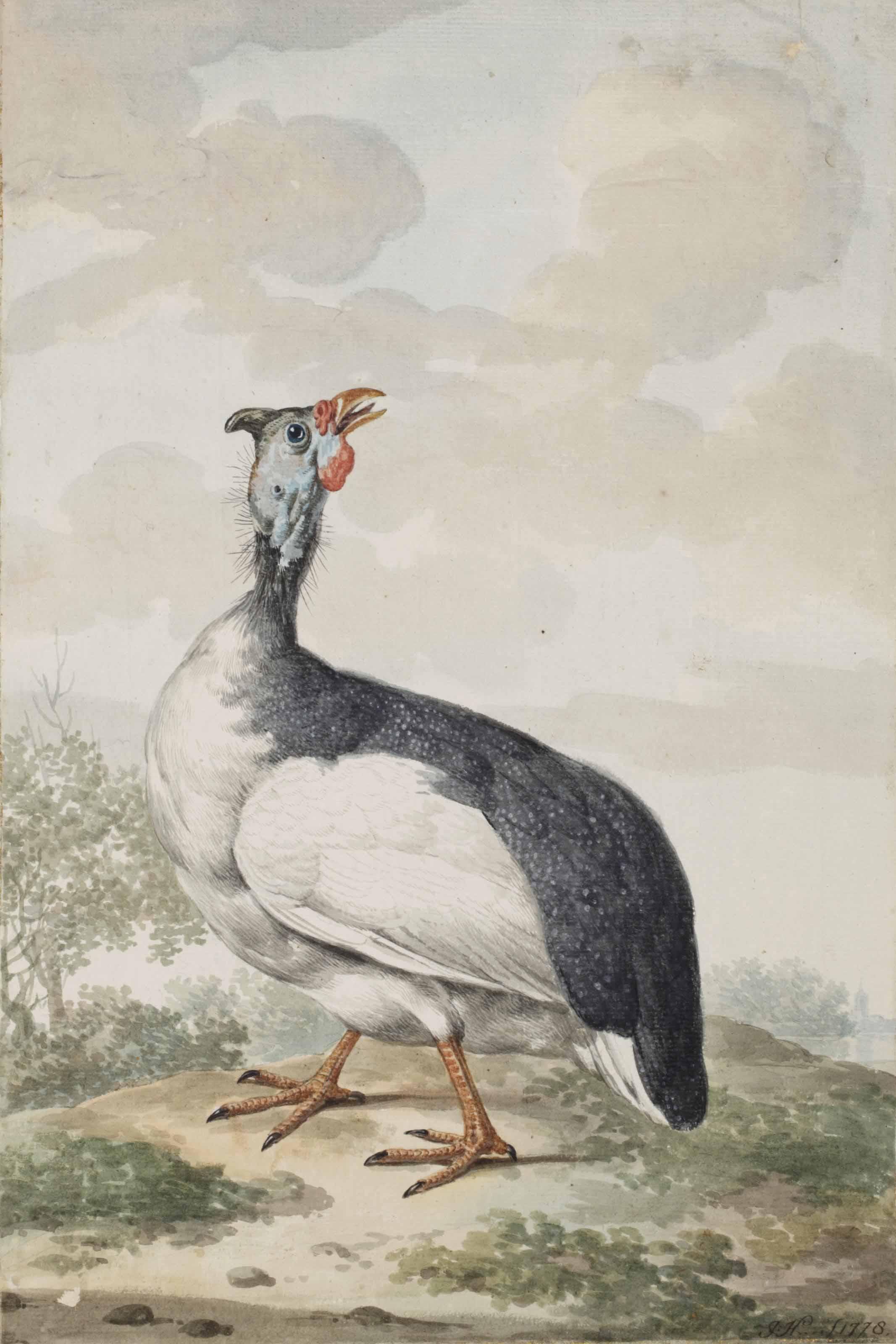 Jabes Heenck - A guinea fowl