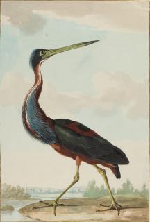 Jabes Heenck - „De groene quak rijger halflevensgroot“.