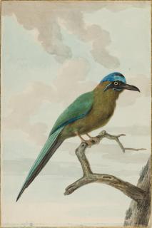 Jabes Heenck - „Een Mannetjes Neutckraaker in de maandt Maart 1780 bij